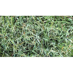 Foin premium produit en normandie, brins longs