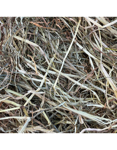 Foin enrubanné de pairie naturelle en petites bottes.