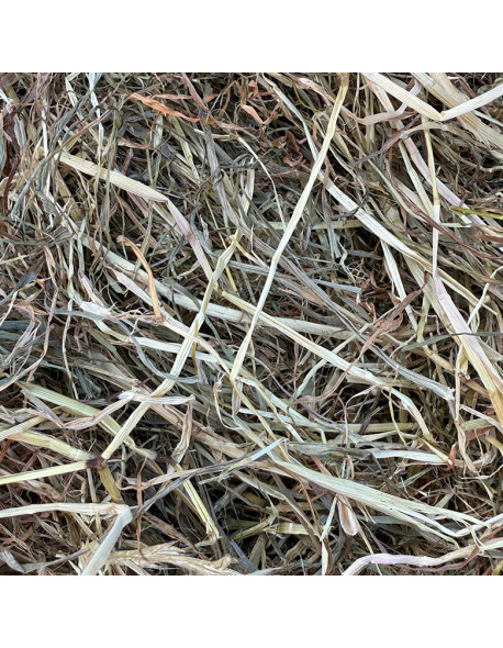 Foin enrubanné de pairie naturelle en petites bottes.