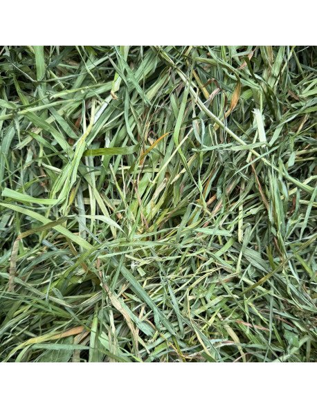 Foin premium produit en normandie, brins longs