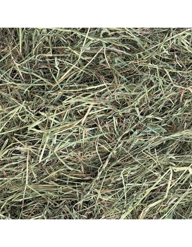 Foin de qualité séché en grange et dépoussiéré pour chevaux