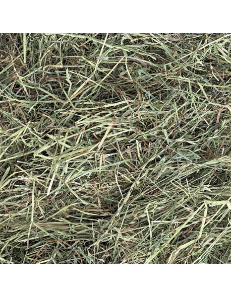 Foin de qualité séché en grange et dépoussiéré pour chevaux
