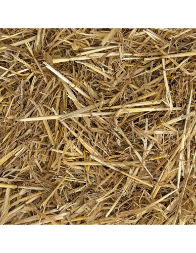 Paille d'orge en ballot traditionnelle