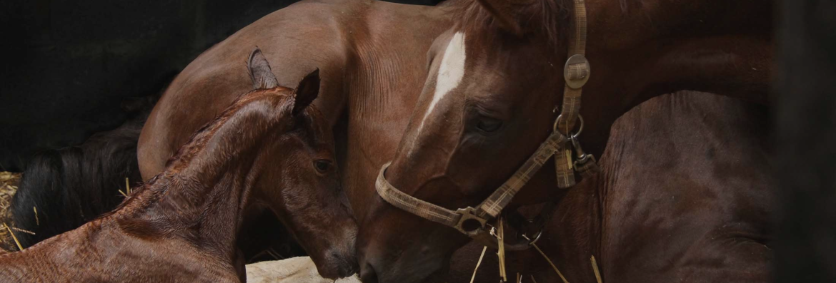 Litière chevaux