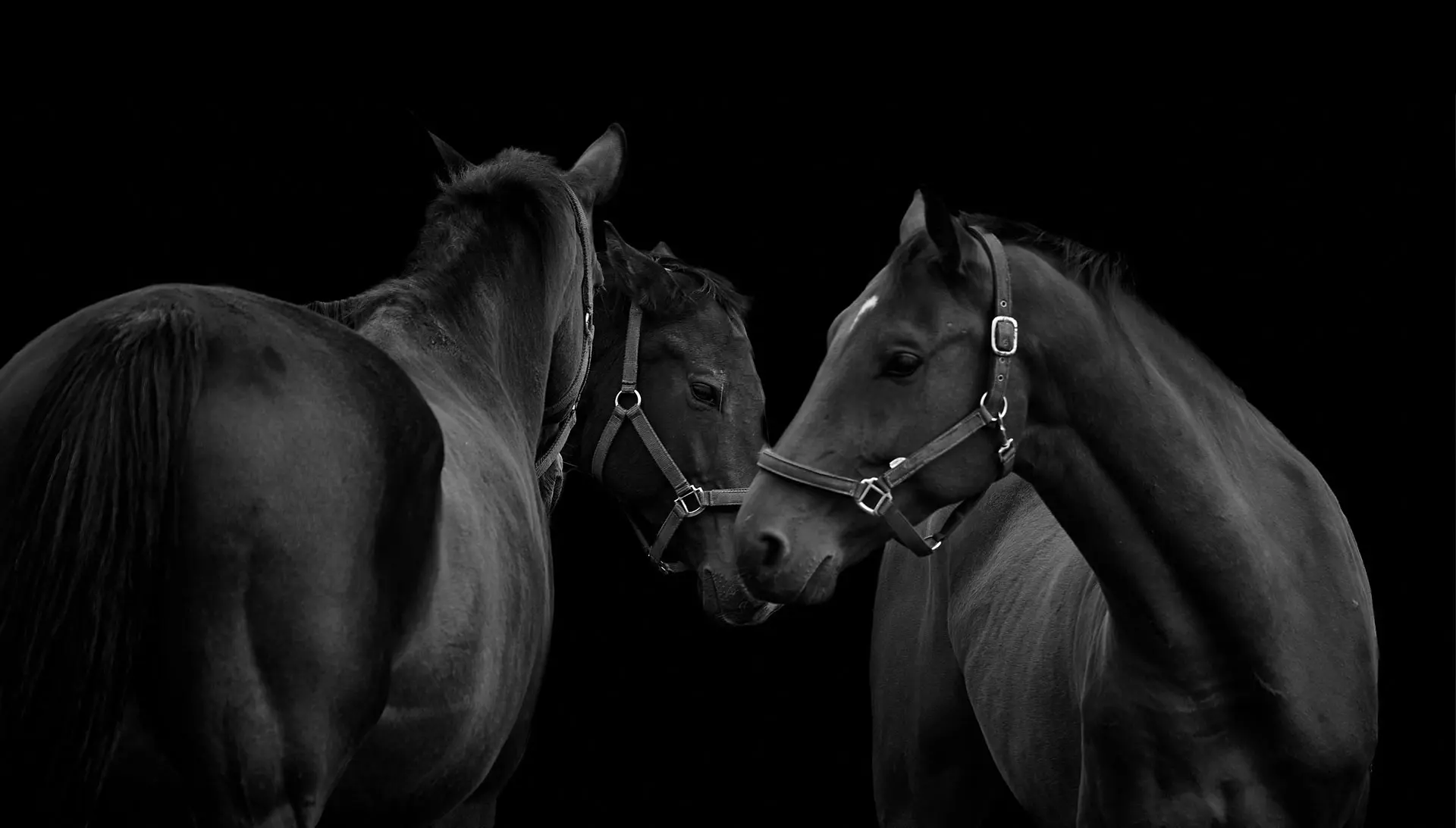 Votre Cheval, Notre Passion naturelle