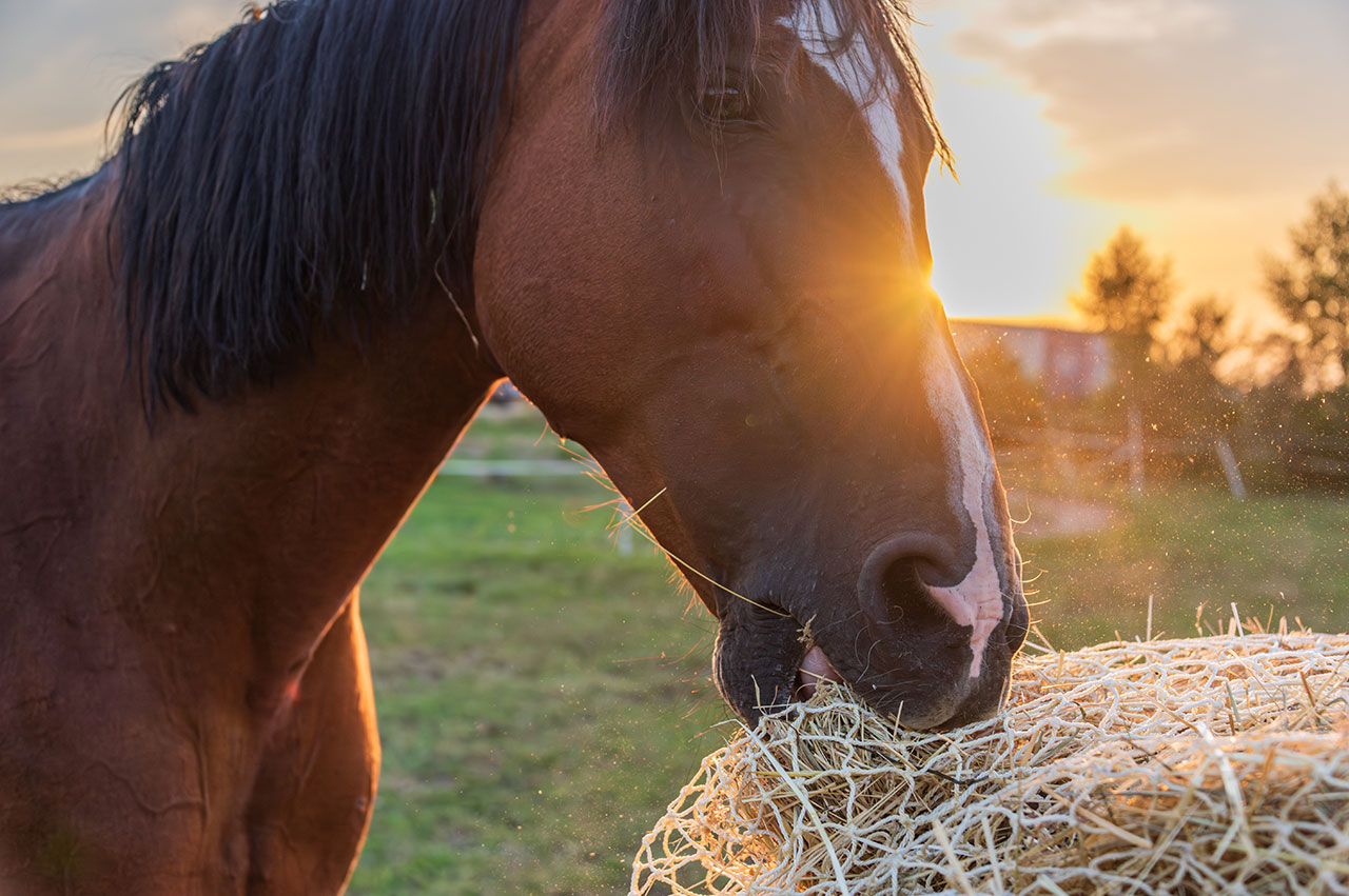Chevaux dans un pré
