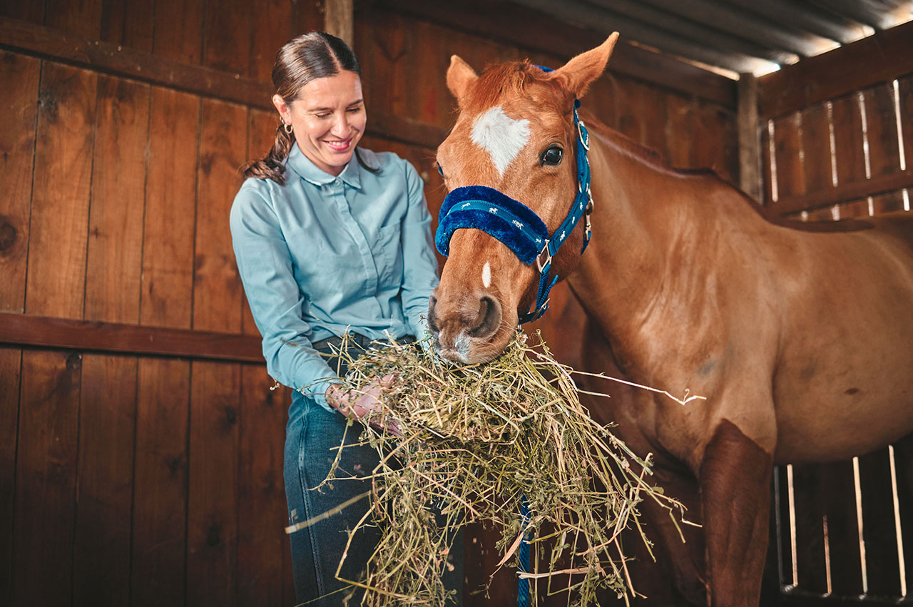 Cheval qui s'alimente dans un pré